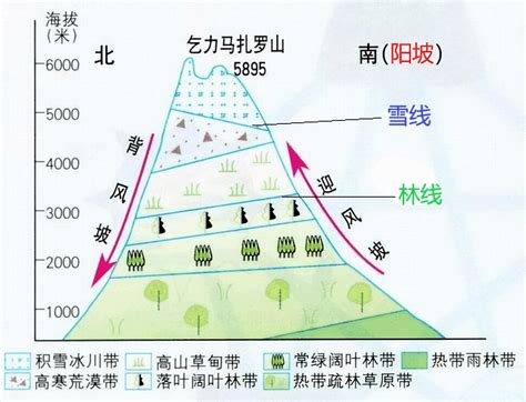 植被意思